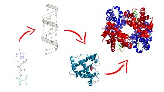 Estructura de las proteínas  Medicina en 5 MINUTOS [upl. by Nuawaj299]