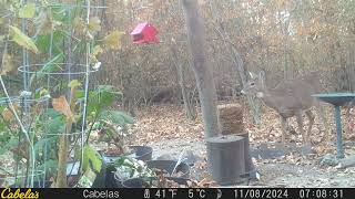 Deer eating deer block and listening to the woods [upl. by Ettenwad578]