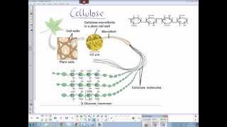 Plant cellulose structure [upl. by Phail197]