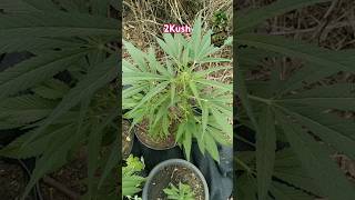 2Kush clone no 1212  Hindu Kush Landrace X Chocolope Kush [upl. by Yrellih]