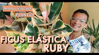 Ficus Elástica Ruby atualização e plantio de novas mudas [upl. by Trueblood642]