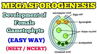 MEGASPOROGENESIS  DEVELOPMENT OF FEMALE GAMETOPHYTE EASY WAY [upl. by Castle]