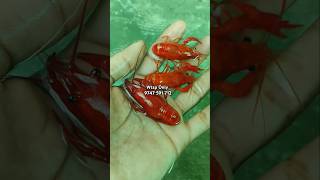 Orange crayfish breeding size amp semi size conform pairs available 💞 bigearguppy ഗപ്പിഹോബി [upl. by Ical314]