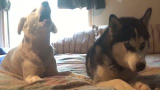 Annoyed dog complains to Husky best friend who doesnt want to play [upl. by Ydnelg]