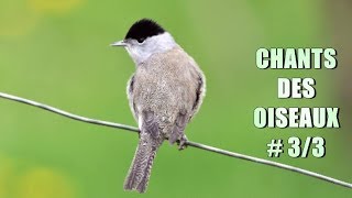 CHANTS d OISEAUX  33 [upl. by Eddra855]