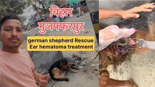 german shepherd Dog Rescue hematoma treatment in Muzaffarpur Bihar Day 1 dogrescue Hematoma [upl. by Wilscam]