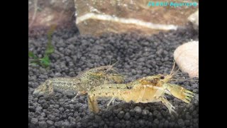 cambarellus diminutus zwergkrebs dwarf crayfish [upl. by Leilani]