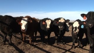 Early Weaning Calves [upl. by Alleynad]