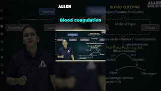 Blood Coagulation Process Simplified  NEET 2025 Biology  ALLEN NEET shorts [upl. by Thaddus836]