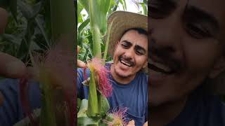 La Magia del Maíz Polinización y Crecimiento Naturalquot 🌽✨ campo plantas huerto vlog jardin [upl. by Thorndike]