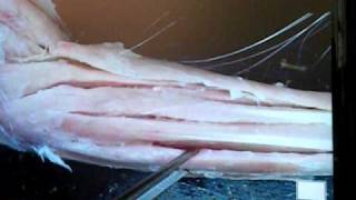 Cat Dissection Forearm Muscles [upl. by Noirda]