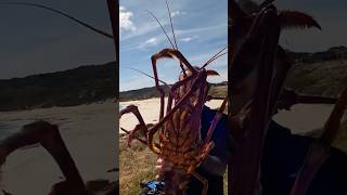 Comment your biggest Crayfish Catch  🦞lobster ocean fishing seafood lobstering crayfish [upl. by Narbig]