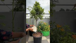 Repotting Juniper Plant gardening shortsviral [upl. by Forest]