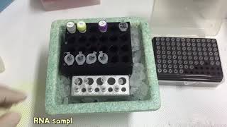 cDNA synthesis [upl. by Ynos310]