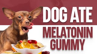 My Dog Ate A Melatonin Gummy  What Should I Do [upl. by Ariaes]