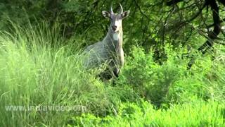 Nilgai Antelope Rajasthan [upl. by Nednerb]