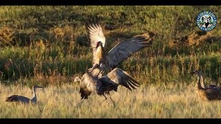 Yampa Valley Crane Festival [upl. by Hguh]