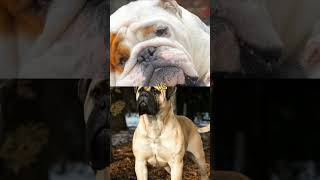 pitbull vs cane corso dobermankoren mastiff English mastiffhyena shorts [upl. by Tien]