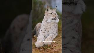 Lynx The Elusive Wild Cat – Master of the Forest [upl. by Farley]