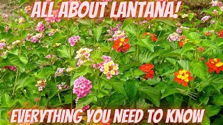 All About Lantana  A Comprehensive Review [upl. by Leibrag]