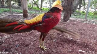 Golden Pheasant Courtship Display [upl. by Airaet]