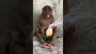 Cutis is fed by strangers cutis short animals 😱 monky youtubeshorts shorts shortvideo [upl. by Eustacia149]