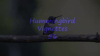 Hummingbird Vignettes 56 [upl. by Gibbie313]