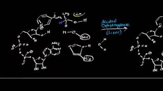 Alcohol Dehydrogenase Physiology Biochemistry and Mechanism [upl. by Alag]