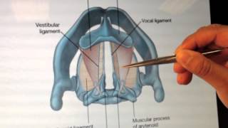 Larynx Anatomy 2 of 5 Cartilages and Membranes Part 2  Head and Neck Anatomy 101 [upl. by Eisso]