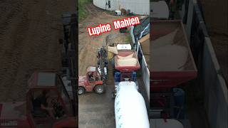 🐮 LUPINEN zu Kuhfutter mahlen landwirtschaft landtechnik [upl. by Beniamino]