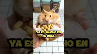 Hamster tiene gran almacen de mani en su boca [upl. by Oilisab]