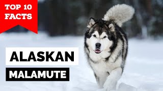 Alaskan Malamute  Top 10 Facts [upl. by Ditter]