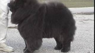 The Chow Chows Stilted Gait [upl. by Cohbert]