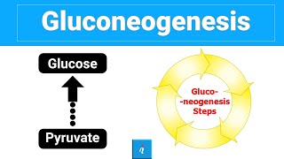 Gluconeogenesis Steps [upl. by Carlina]