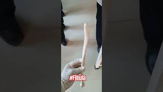 The Fibula bone 3D Anatomy Lower limb 🦵🏻mbbs anatomy bones humananatomy fibula lowerlimb [upl. by Refotsirk]