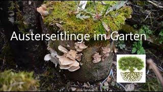 Pilze im eigenen Garten züchten Unsere größte Austernseitling Ernte  so geht das [upl. by Ier929]