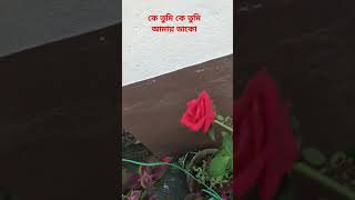 কে তুমি কে তুমি আমায় ডাকো।শ্রীকান্ত । হেমন্ত মুখার্জী। shorts l sristi123 l SRISTI I Ratan Samanta [upl. by Ynelram]