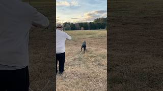 Elmer T gundog retriever retrievertraining pitbosswaterfowl huntingdog duckhunting [upl. by Hocker]