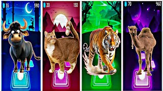 Funny Bull 🆚 Funny Cat 🆚 Funny Tiger 🆚 Funny Camel 🆚 Who Will Win [upl. by Eittah]