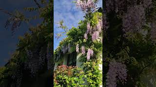 My wisteria in full blooms beautiful in morning light [upl. by Rafaelita625]