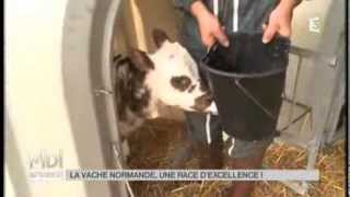 ANIMAUX  La vache normande une race dexcellence [upl. by Euqinahs]