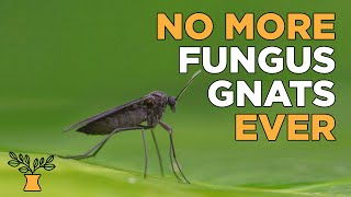 How to sterilize potting soil mix to avoid fungus gnats  Seed Starting Fundamentals [upl. by Aratal]