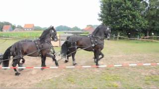 Paarden mennen op Waeyenberg [upl. by Miun]