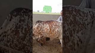 Artificial insemination to cow Dr imran veterinary v log [upl. by Eremahs837]