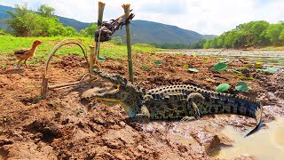 Amazing Catching Wild Crocodile Trap Using Yunteng  Crocodile Trap [upl. by Goldy568]