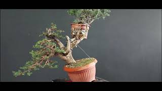 Bonsai Cupressus 2 stage1 How to make Bonsai [upl. by Schoenberg]