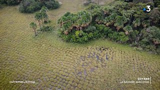 Savanes de Guyane et vestiges précolombiens  Outremerlemag  19 septembre 2024 [upl. by Emirac413]