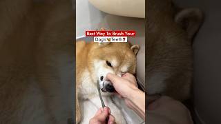 Best Way To Brush Your Dog’s 🦮 Teeth❓ [upl. by Berti432]