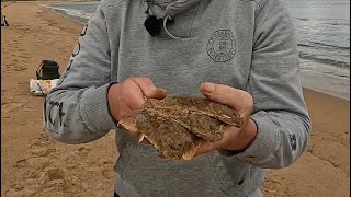 Treble hook up of flounder  a Turbot beach fishing Aberdeenshire [upl. by Mchail572]