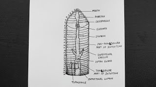 Diagram Of Alimentary Canal Of Earthworm  Class 11  Biology [upl. by Angle]